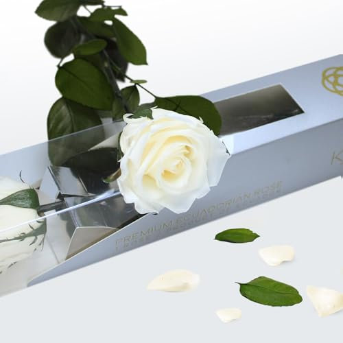 Rose naturelle blanche perl de 35 cm avec tige - Fleur éternelle pour cadeau romantique, femme, fête des mères, anniversaire et bouquets décoratifs