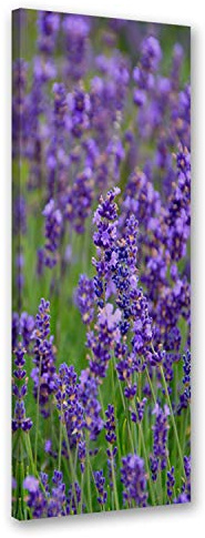 Feeby Bilder Lavendel 40x100 cm 1 Teilig Wohnzimmer Schlafzimmer Büro Flur Küche Wandbilder Leinwandbilder Modern Bild auf Leinwand Wanddekoration Design Natur Violett