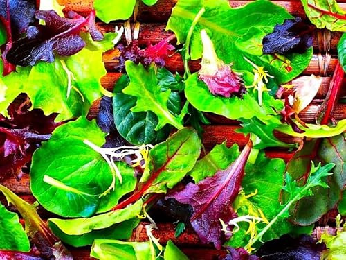 Baby Leaf Lettuce Mix 500+ Seeds for Planting Non-GMO for Growing Indoors and Outdoors