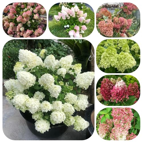 semi di ortensia a pannocchia - da balcone in resistenti perenni estremamente 120pcs