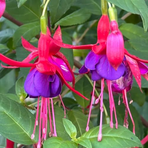 Fuchsien, kaufen Fuchsia hybrida, blumensamen gastgeschenk kaufen ausgefallene geschenke garten geschenke für frauen 300Samen