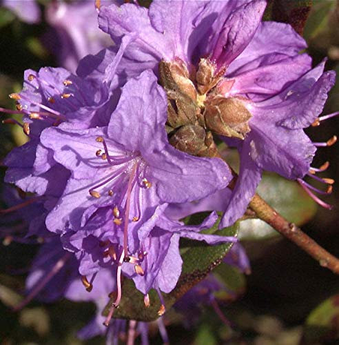 Kriech und Zwerg Rhododendron 20-25cm - Rhododendron radistrotum - lebende Gartenpflanze aus den Baumschulen
