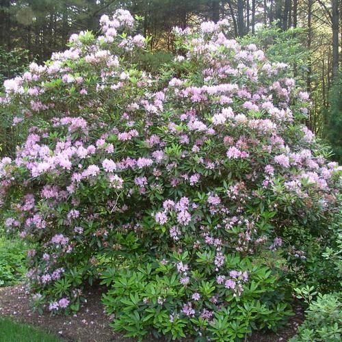 30 Cespugli di rododendro semi Rosebay (Rhododendron massimo)