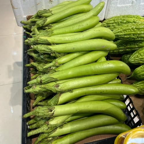 semillas de berenjena al aire libre, para bancales elevados berenjena orgánicas jardín perennes resistentes interior exóticas en macetas 130pcs