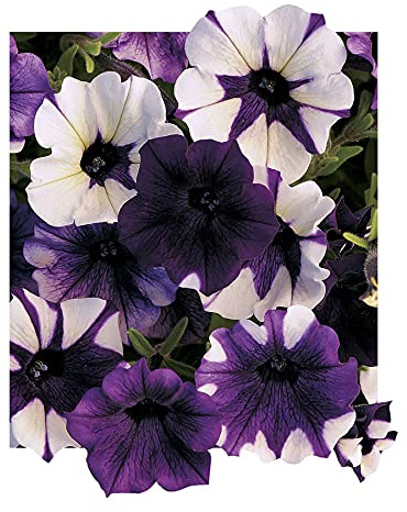 Park Seed Shock Wave Tie Dye Purple Petunia Seeds, Early-Blooming Self-Cleaning Variety with Lavender, Violet, and Bicolor Blooms, Compact and Weather Resistant, Pack of 10