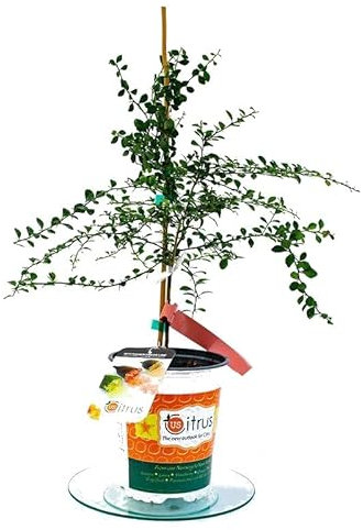 Microcitrus Australásica Natural Árbol Cítrico de Exterior