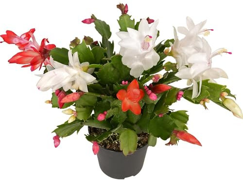 Cactus de Navidad Schlumbergera Planta de Interior Resistente