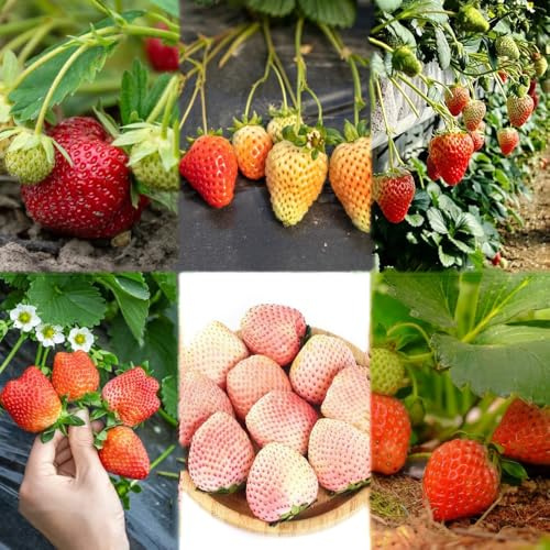 200 piezas fresas semillas organicas madroño semillas de fresa, de bonsái orgánicas, bancal elevado para balcón jardín