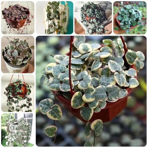 Semillas de candelabro, resistentes para el jardín. Ceropegia woodii - verdes, organicas Las de balcón son perennes 50pcs