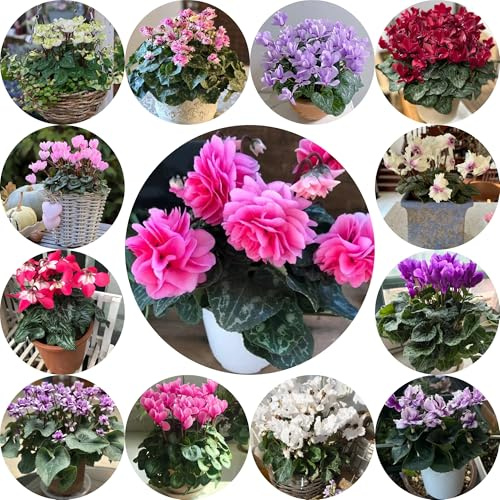 ciclamino primaverili, in vaso semi di ciclamino Decorazioni per giardini esterni, da recisi semi di selvatici da ombra 650semi