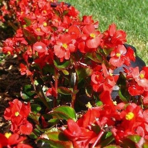 50 Samen Begonia Cera Rossa Blumensamen (Begonia Semperflorens Rossa)