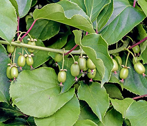 Dehner Kiwi Weiki®, glatte und essbare Schale, ca. 50-70 cm, Obstpflanze