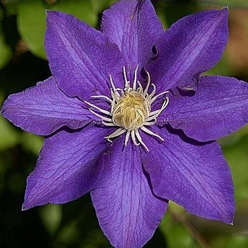 2 x Clematis The President - Set di 2 piante rampicanti e durature invernali, micrati, piante rampicanti pluriennali