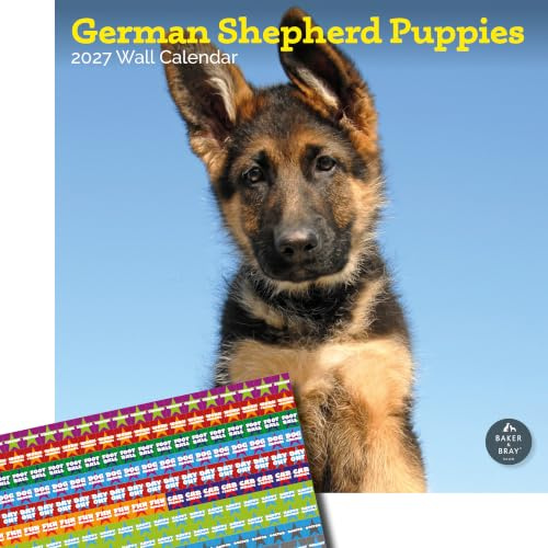 Baker and Bray German Shepherd Puppies Calendar 2027, Large with Stickers | Large square 16-month wall calendar with organisational stickers, ideal as a German Shepherd Puppies gift.