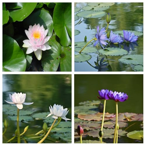 Hermosos nenúfares: nenúfares flotantes para estanques, adecuados para la decoración de jardines, acuarios y peceras-30pcs-F