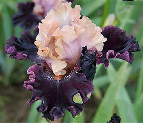 Excellent Display,Suitable,Good for Containers/Greening Flower/Wedding Flowers/Flowering Rhizome,Easy to Plant/Iris Bulbs/Bearded Iris-3 Bulbs-F