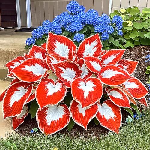 Giardino Rizoma Di Hosta, Resistenti Al Freddo E Alla Siccità, Facile Da Coltivare, Splendide esposizioni in giardino-15 rizoma-F