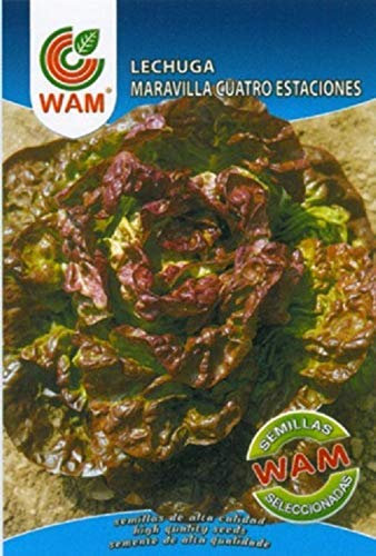 Semillas de Lechuga Maravilla Cuatro Estaciones (6 gr.)