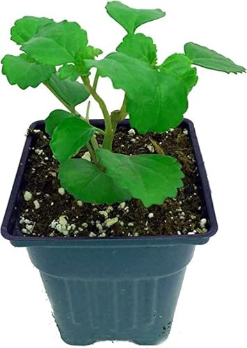 Planta de la Fortuna Natural Plectranthus Verticillatus Planta Que Atrae el Dinero