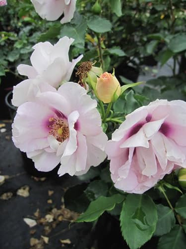 Rosa Eyes for you ® - Syn. Blue Eyes ® - Strauchrose - James Rose England