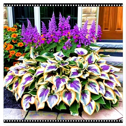 Seltene Funkie/Winterharte Funkie für den Außenbereich/Deutsche Gartenpflanze/Schnellwachsend/Für drinnen und draußen geeignet-6 PCS-G