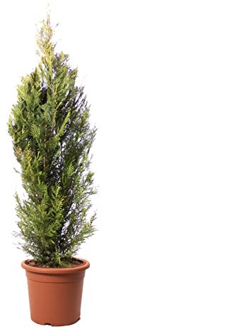 KENTIS - Cupressocyparis Leylandii Pyramidalis Aurea mit Jutedekoration für Vase - Winterharte Pflanzen für Garten - Zypresse - Gartenpflanzen - Hoch 150/175 cm Topf Ø 30 cm