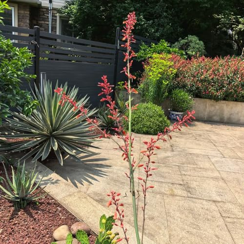 lirio de palma bonsái de jardín silvestres balcón decoración interior reales jardín interior balcón con parterre comprar semillas 10pcs
