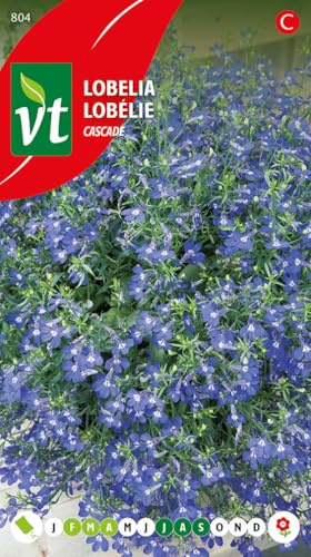Lobelia Color Mixto - semillas de flores