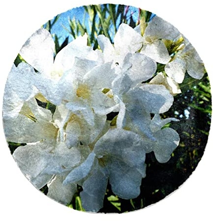 VAPOKF White Oleander Non-Slip Throw Rug for Bedroom, Furry Area Rugs for Sofa Living Room Dorm Decor, (Round - 2.6' Diameter)