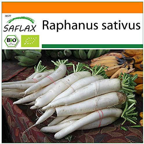 SAFLAX - Jardin dans le sac - BIO - Radis - Daïkon - 100 graines - Avec substrat de culture dans un sac de levage facile à manipuler. - Raphanus sativus