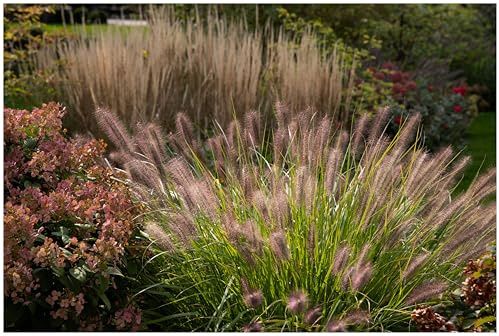 Stauden Gänge 1 x Pennisetum alopecuroides 'Redborn' Rotes Lampenputzergras | Rotes Ziergras für Sonne, Blüte Juli bis Oktober, mehrjährig, 1 L Topf