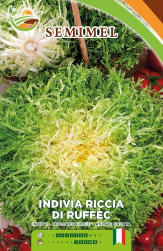 Indivia Riccia Ruffec - Semi di Indivia con Coste Larghe e Spesse, Cuore Pieno, Resistente al Freddo e Umido, Adatta per Raccolti Autunnali e Invernali 3 confezioni