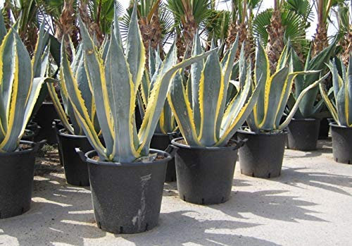 Portal Cool Agave americana Veränderte Sukkulenten Aloe n Garten rasse