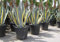 Portal Cool Agave Americana Variegato succulente Aloe Piante Giardino terrazza