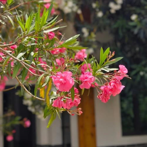 semi resistenti di oleandro - giardino esterni aiuola rialzata decorazione pascolo 10pcs