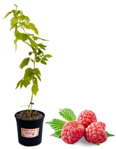 P. Piantine da Orto | Lampone Rosso Precoce, Vaso 5 L, Pianta Pronta per il Trapianto, Pianta Vera di Frutti di Bosco da Esterno, Vivaio Italiano