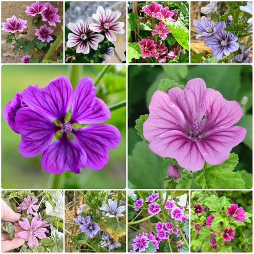 Semi di malva, serre da balcone semi di selvatici decorazione da giardino per esterni giardino per luoghi soleggiati 800pcs