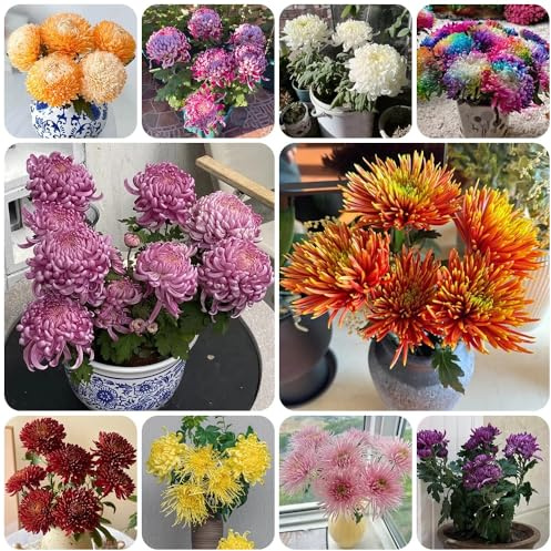 Chrysanthemen, steingartenpflanzen sommerblumen seltene pflanzensamen garten blumensamen gastgeschenk zimmerpflanzen balkonpflanzen 50Samen