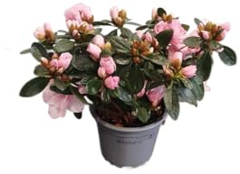 DECOALIVE Planta Natural con Flor – Azalea Rosa en Maceta para Interior