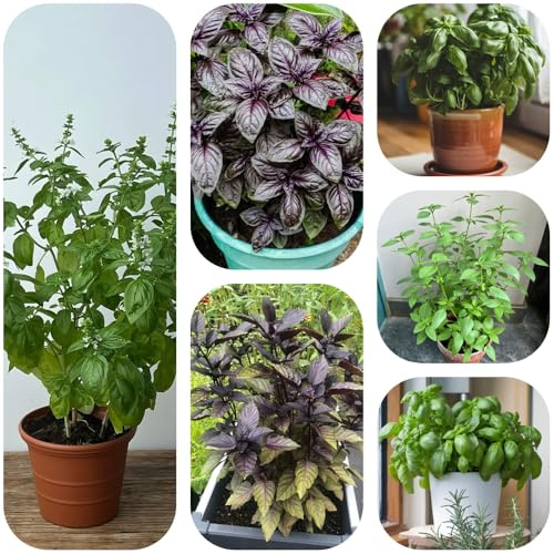 semillas de albahaca - resistentes raras exteriores balcón con jardín 400pcs