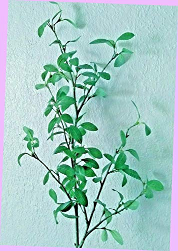 Artificial 41 Privet Stem Branches Line Material Silk Floral Flowers Bouquet Realistic Flower Arrangements Craft Art Decor Plant for Party Home Wedding Decoration