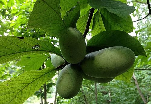 Indianerbanane Asimina triloba Pflanze 55-60cm dreilappige Papau Pawpaw Rarität