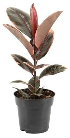Ficus Elastica Belize – Ø 17 cm – 55 cm