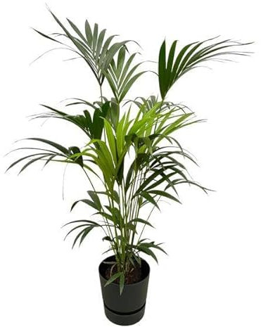Kentia Palme – Forstersche Kentia – Zimmerpflanze ca. 160cm – ø30cm – inkl. Pflanzgefäß Greenville Schwarz – Tropische XL-Zimmerpalme für Wohnzimmer, Büro & Wintergarten