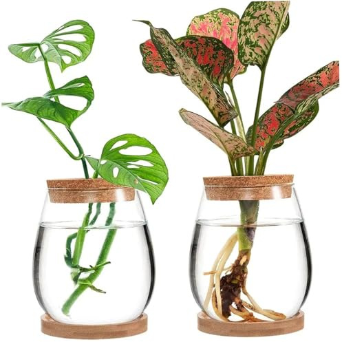 Propagation Vases, Clear Glass Plant Propagation Station with Natural Cork & Bamboo Base, Set of 2 Small Jars for Home Office Desk Decor