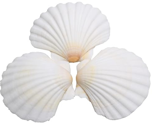 Lucky Baby 25pcs Scallop Shells for Crafts, 2-3 Inches White Large Natural Seashells for DIY Home Decor, Baking Shells for Serving Food
