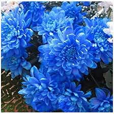 Graines de fleurs de dahlia boule de feu bleue paquet de 100 graines