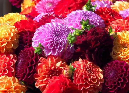 Dahlia Tubers for Planting, Mixed Colors - Grow Stunning Perennial Dahlia Flowers (6 Bulbs)
