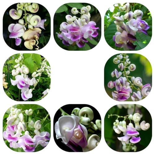 semillas de frijol caracol, resistentes, exterior jardín orgánicas balcón 55pcs