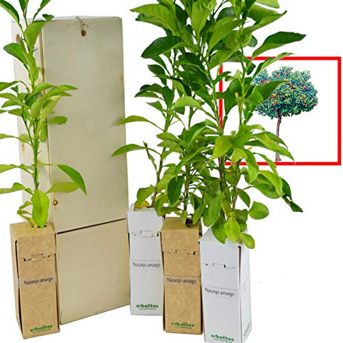 Oranger Amer ou Bigaradier – Arbre Fruitier Harmonieux – Croissance Rapide et Agrumes Parfumés - Jeune Pousse de 30 cm Reçue dans une Caisse en Bois Réutilisable - Pack 4 Unités
